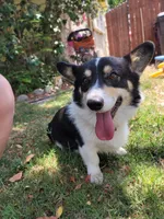 Puppies.. Sabashton is on hold🐶, a male Pembroke Welsh Corgi for sale in Long Beach, CA – 8 of 10