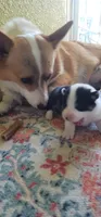 Goku, a male Pembroke Welsh Corgi for sale in Long Beach, CA – 7 of 8