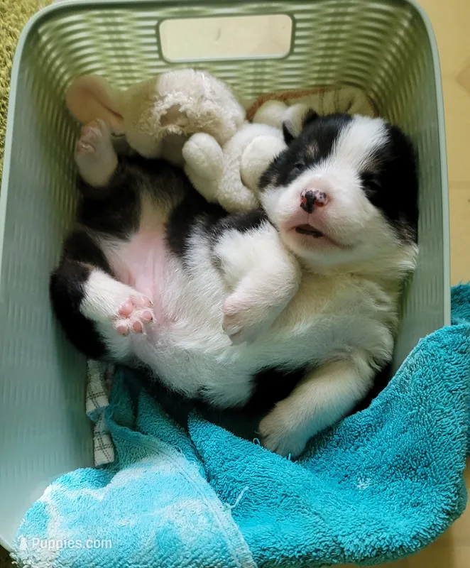 Goku – Pembroke Welsh Corgi puppy for sale in Long Beach, CA