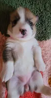 Pixie🧚‍♀️, a female Pembroke Welsh Corgi for sale in Long Beach, CA – 2 of 10