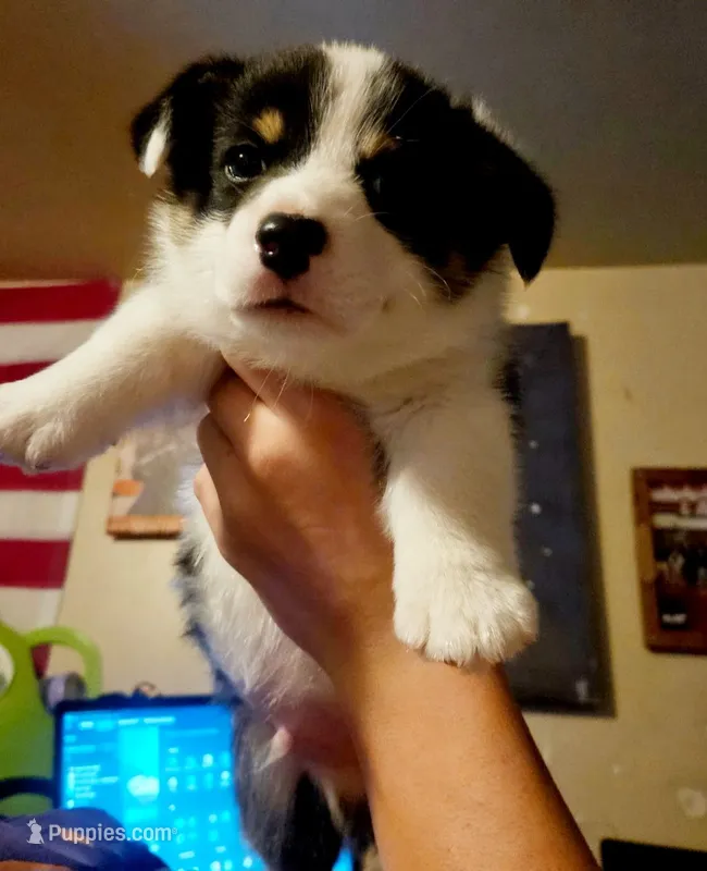 Goku 🧸🇺🇸 – Pembroke Welsh Corgi puppy for sale in Long Beach, CA