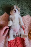 Pixie🧚‍♀️, a female Pembroke Welsh Corgi for sale in Long Beach, CA – 6 of 10