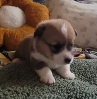 Tinkerbell 🧚‍♂️, a female Pembroke Welsh Corgi for sale in Long Beach, CA – 10 of 10