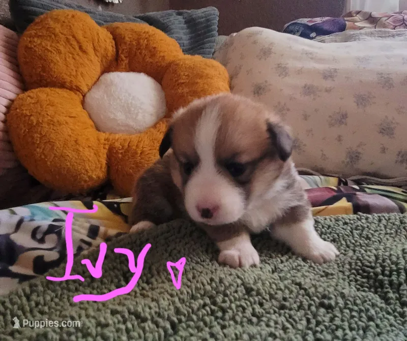 Ivy 🍃 – Pembroke Welsh Corgi puppy for sale in Long Beach, CA