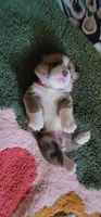 Ivy 🍃, a female Pembroke Welsh Corgi for sale in Long Beach, CA – 5 of 10