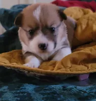 Tinkerbell 🧚‍♂️, a female Pembroke Welsh Corgi for sale in Long Beach, CA – 3 of 10