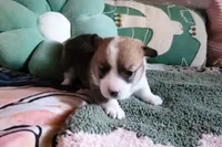 Pixie🧚‍♀️, a female Pembroke Welsh Corgi for sale in Long Beach, CA – 9 of 10