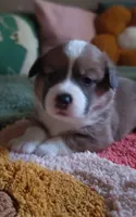 Starlight 🌟, a female Pembroke Welsh Corgi for sale in Long Beach, CA – 2 of 10