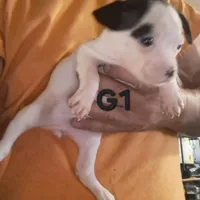 G1, a female Olde Boston Bulldogge for sale in Clinton, AR – Photo 1 of 6