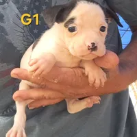 G1, a female Olde Boston Bulldogge for sale in Clinton, AR – Photo 2 of 6