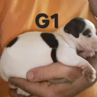 G1, a female Olde Boston Bulldogge for sale in Clinton, AR – Photo 4 of 6