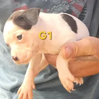 G1, a female Olde Boston Bulldogge for sale in Clinton, AR – Photo 3 of 6