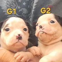 G1, a female Olde Boston Bulldogge for sale in Clinton, AR – Photo 5 of 6