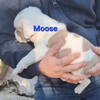 Moose, a male Olde English Bulldogge and Olde Boston Bulldogge for sale in Clinton, AR – Photo 2 of 3