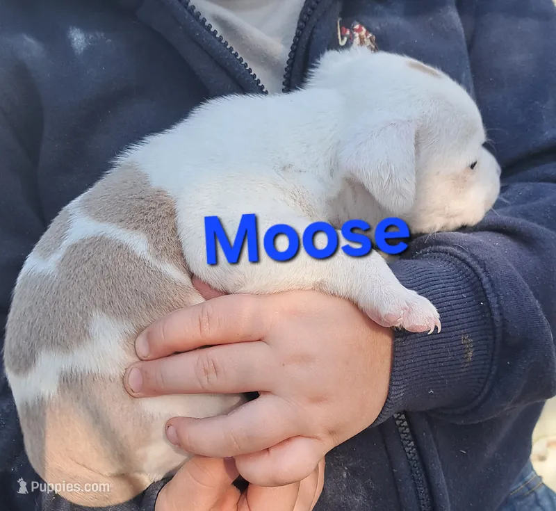 Moose