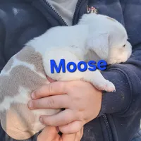 Moose, a male Olde English Bulldogge and Olde Boston Bulldogge for sale in Clinton, AR – Photo 1 of 3