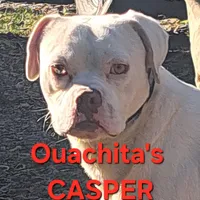 Moose, a male Olde English Bulldogge and Olde Boston Bulldogge for sale in Clinton, AR – Photo 3 of 3