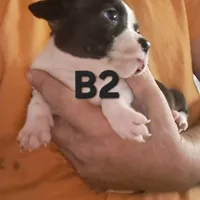 Loverboy, a male Olde Boston Bulldogge for sale in Clinton, AR – Photo 1 of 6