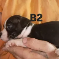 Loverboy, a male Olde Boston Bulldogge for sale in Clinton, AR – Photo 5 of 6