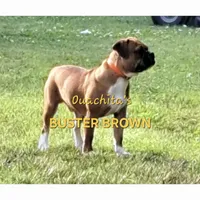 Loverboy, a male Olde Boston Bulldogge for sale in Clinton, AR – Photo 4 of 6