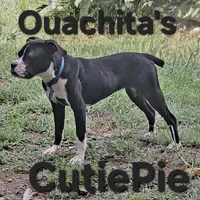 Loverboy, a male Olde Boston Bulldogge for sale in Clinton, AR – Photo 2 of 6