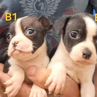 Loverboy, a male Olde Boston Bulldogge for sale in Clinton, AR – Photo 3 of 6