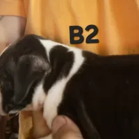 Loverboy, a male Olde Boston Bulldogge for sale in Clinton, AR – Photo 6 of 6