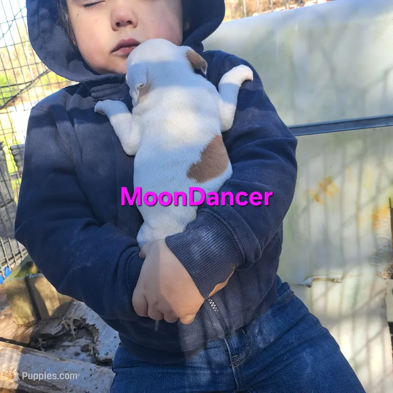 Moondancer
