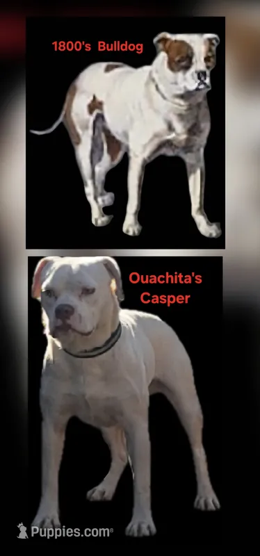 Moondancer – Olde English Bulldogge, Olde Boston Bulldogge puppy for sale in Clinton, AR