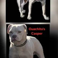 Moondancer, a female Olde English Bulldogge and Olde Boston Bulldogge for sale in Clinton, AR – 1 of 1