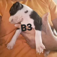 B3, a male Olde Boston Bulldogge for sale in Clinton, AR – Photo 1 of 4