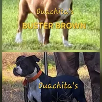 B3, a male Olde Boston Bulldogge for sale in Clinton, AR – Photo 3 of 4