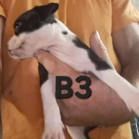 B3, a male Olde Boston Bulldogge for sale in Clinton, AR – Photo 4 of 4