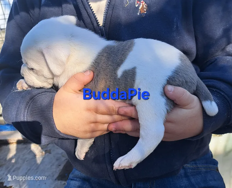BuddaPie