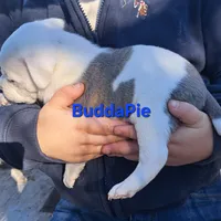 BuddaPie, a male Olde English Bulldogge and Olde Boston Bulldogge for sale in Clinton, AR – Photo 1 of 6