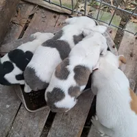 BuddaPie, a male Olde English Bulldogge and Olde Boston Bulldogge for sale in Clinton, AR – Photo 6 of 6