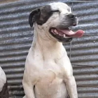 BuddaPie, a male Olde English Bulldogge and Olde Boston Bulldogge for sale in Clinton, AR – Photo 4 of 6
