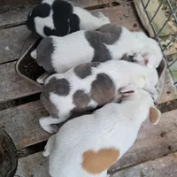 BuddaPie, a male Olde English Bulldogge and Olde Boston Bulldogge for sale in Clinton, AR – Photo 5 of 6