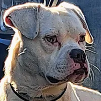 BuddaPie, a male Olde English Bulldogge and Olde Boston Bulldogge for sale in Clinton, AR – Photo 2 of 6