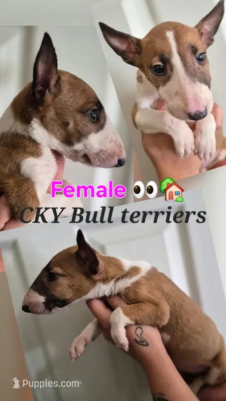 Female 3 – Bull Terrier puppy for sale in Lexington, KY