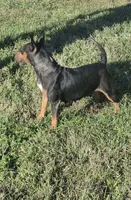 Chaos , a female Bull Terrier for sale in Lexington, KY – 2 of 5