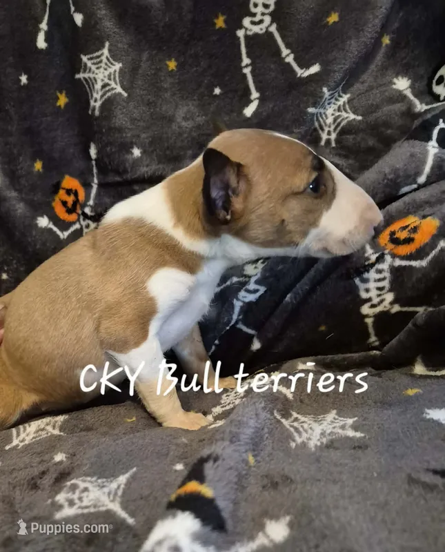 Female 3 – Bull Terrier puppy for sale in Lexington, KY