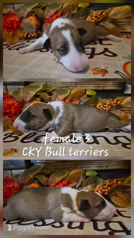 Female 3 – Bull Terrier puppy for sale in Lexington, KY