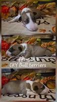 Female 3, a female Bull Terrier for sale in Lexington, KY – 1 of 2