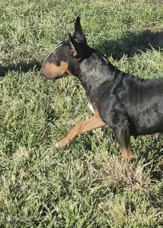 Chaos  – Bull Terrier puppy for sale in Lexington, KY