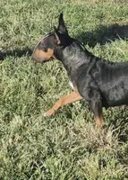 Chaos , a female Bull Terrier for sale in Lexington, KY – 1 of 5