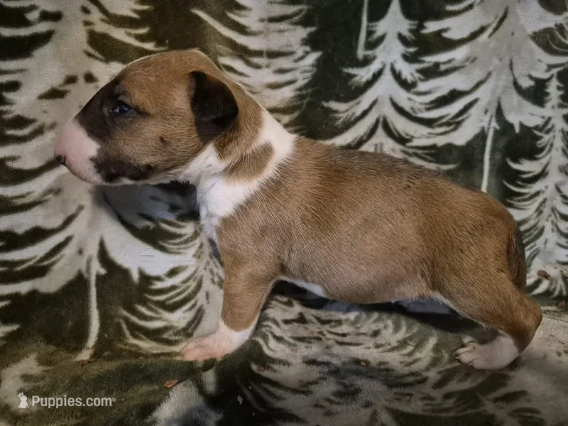 Female 3 – Bull Terrier puppy for sale in Lexington, KY