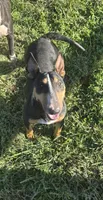 Chaos , a female Bull Terrier for sale in Lexington, KY – 3 of 5