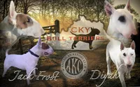 Dotty , a female Bull Terrier for sale in Lexington, KY – Photo 4 of 4