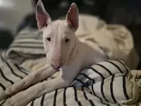 Dotty , a female Bull Terrier for sale in Lexington, KY – Photo 2 of 4